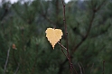 Rostoczek 11.2008 020